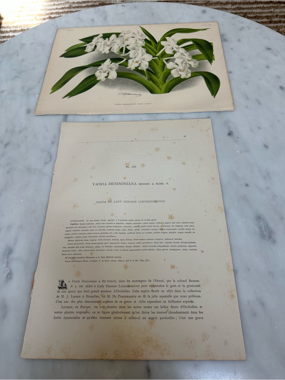1885 Lindenia: Iconography of Orchids Natural History Chromolithographs